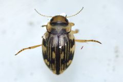 Nebrioporus macronychus by (c) Owen Strickland, some rights reserved (CC BY), uploaded by Owen Strickland. Used under a CC-BY license.
