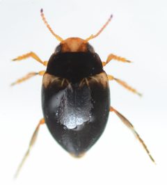 Nectoporus abbreviatus by no rights reserved, uploaded by Mike Palmer. Used under a CC0 license.