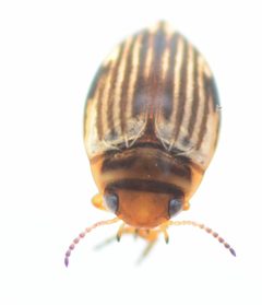Nectoporus obesus by no rights reserved, uploaded by Mike Palmer. Used under a CC0 license.
