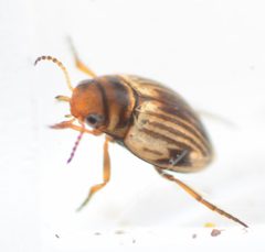 Nectoporus obesus by no rights reserved, uploaded by Mike Palmer. Used under a CC0 license.