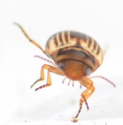Nectoporus obesus by no rights reserved, uploaded by Mike Palmer. Used under a CC0 license.