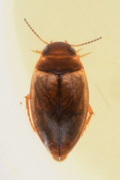 Sanfilippodytes by (c) Trevor Van Loon, some rights reserved (CC BY), uploaded by Trevor Van Loon. Used under a CC-BY license.