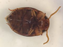 Hydrovatus platycornis by (c) Matthew Pintar, some rights reserved (CC BY), uploaded by Matthew Pintar. Used under a CC-BY license.