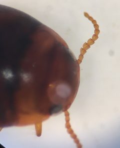 Hydrovatus platycornis by (c) Matthew Pintar, some rights reserved (CC BY), uploaded by Matthew Pintar. Used under a CC-BY license.