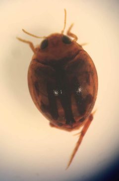 Desmopachria seminola by (c) Matthew Pintar, some rights reserved (CC BY), uploaded by Matthew Pintar. Used under a CC-BY license.