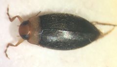 Derovatellus floridanus by (c) Matthew Pintar, some rights reserved (CC BY), uploaded by Matthew Pintar. Used under a CC-BY license.