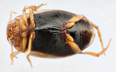 Hygrotus fraternus by (c) Matthew Pintar, some rights reserved (CC BY), uploaded by Matthew Pintar. Used under a CC-BY license.