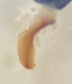 Hygrotus suturalis by (c) Matthew Pintar, some rights reserved (CC BY), uploaded by Matthew Pintar. Used under a CC-BY license.