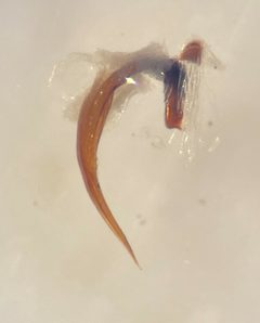 Hygrotus suturalis by (c) Matthew Pintar, some rights reserved (CC BY), uploaded by Matthew Pintar. Used under a CC-BY license.