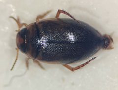 Hygrotus suturalis by (c) Matthew Pintar, some rights reserved (CC BY), uploaded by Matthew Pintar. Used under a CC-BY license.