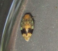 Laccophilus fasciatus rufus by (c) jfox16, some rights reserved (CC BY), uploaded by jfox16. Used under a CC-BY license.