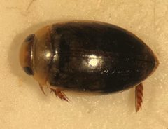 Laccophilus mexicanus by (c) Matthew Pintar, some rights reserved (CC BY), uploaded by Matthew Pintar. Used under a CC-BY license.