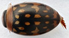 Laccophilus pictus coccinelloides by (c) Matthew Pintar, some rights reserved (CC BY), uploaded by Matthew Pintar. Used under a CC-BY license.