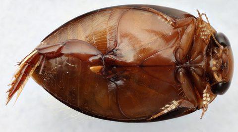 Laccophilus: Identification, Facts, and Taxonomy