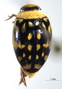 Laccophilus pictus by (c) Andrew Meeds, some rights reserved (CC BY), uploaded by Andrew Meeds. Used under a CC-BY license.