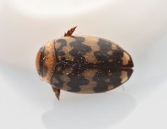 Laccophilus pictus insignis by (c) Luke Padon, some rights reserved (CC BY), uploaded by Luke Padon. Used under a CC-BY license.