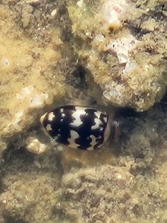 Laccophilus pictus insignis by (c) Jo Roberts, some rights reserved (CC BY), uploaded by Jo Roberts. Used under a CC-BY license.