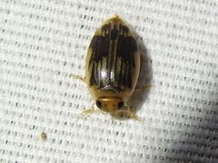 Laccophilus quadrilineatus by (c) Sam Kieschnick, some rights reserved (CC BY), uploaded by Sam Kieschnick. Used under a CC-BY license.