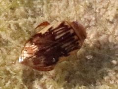 Laccophilus quadrilineatus by (c) Catherine C. Galley, some rights reserved (CC BY), uploaded by Catherine C. Galley. Used under a CC-BY license.