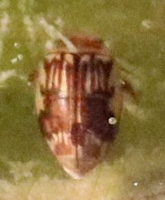 Laccophilus quadrilineatus by (c) Catherine C. Galley, some rights reserved (CC BY), uploaded by Catherine C. Galley. Used under a CC-BY license.
