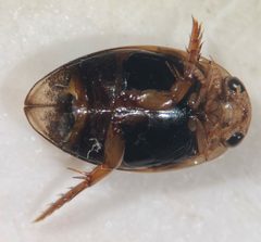 Laccophilus salvini by (c) Matthew Pintar, some rights reserved (CC BY), uploaded by Matthew Pintar. Used under a CC-BY license.