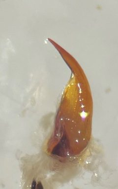 Laccophilus salvini by (c) Matthew Pintar, some rights reserved (CC BY), uploaded by Matthew Pintar. Used under a CC-BY license.