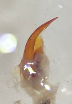 Laccophilus salvini by (c) Matthew Pintar, some rights reserved (CC BY), uploaded by Matthew Pintar. Used under a CC-BY license.