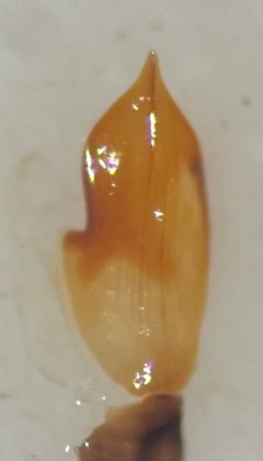 Laccophilus salvini by (c) Matthew Pintar, some rights reserved (CC BY), uploaded by Matthew Pintar. Used under a CC-BY license.