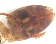 Laccophilus undatus by (c) Matthew Pintar, some rights reserved (CC BY), uploaded by Matthew Pintar. Used under a CC-BY license.