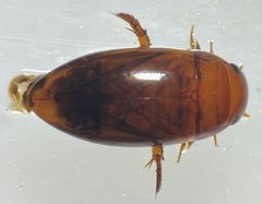 Matus relictus by (c) Matthew Pintar, some rights reserved (CC BY), uploaded by Matthew Pintar. Used under a CC-BY license.