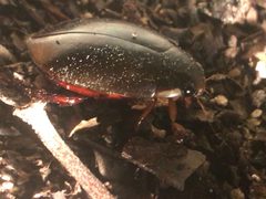 Metaxydytes fraternus by (c) Jared Shorma, some rights reserved (CC BY), uploaded by Jared Shorma. Used under a CC-BY license.