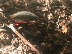 Metaxydytes fraternus by (c) Jared Shorma, some rights reserved (CC BY), uploaded by Jared Shorma. Used under a CC-BY license.