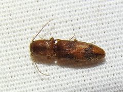 Aeolus asper by (c) Sam Kieschnick, some rights reserved (CC BY), uploaded by Sam Kieschnick. Used under a CC-BY license.