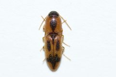 Aeolus mellillus by (c) Owen Strickland, some rights reserved (CC BY), uploaded by Owen Strickland. Used under a CC-BY license.