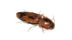 Aeolus mellillus by (c) Dan MacNeal, some rights reserved (CC BY), uploaded by Dan MacNeal. Used under a CC-BY license.