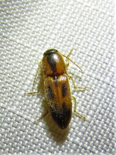 Aeolus scutellatus by (c) Annika Lindqvist, some rights reserved (CC BY), uploaded by Annika Lindqvist. Used under a CC-BY license.