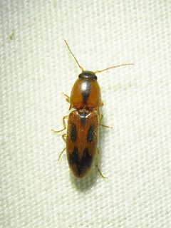 Aeolus scutellatus by (c) Annika Lindqvist, some rights reserved (CC BY), uploaded by Annika Lindqvist. Used under a CC-BY license.