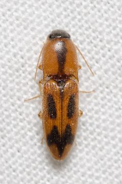 Aeolus scutellatus by (c) Justin Williams, some rights reserved (CC BY), uploaded by Justin Williams. Used under a CC-BY license.