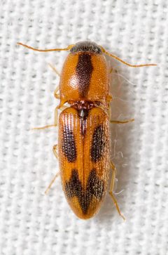 Aeolus scutellatus by (c) Justin Williams, some rights reserved (CC BY), uploaded by Justin Williams. Used under a CC-BY license.