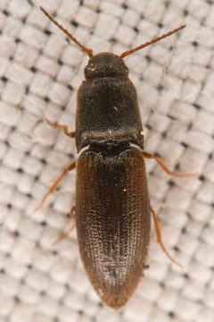 Agriotes criddlei by (c) Trevor Van Loon, some rights reserved (CC BY), uploaded by Trevor Van Loon. Used under a CC-BY license.