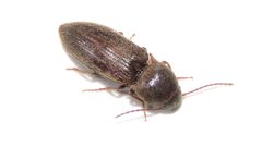 Agriotes mancus by (c) Dan MacNeal, some rights reserved (CC BY), uploaded by Dan MacNeal. Used under a CC-BY license.