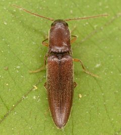 Agriotes oblongicollis by (c) skitterbug, some rights reserved (CC BY), uploaded by skitterbug. Used under a CC-BY license.