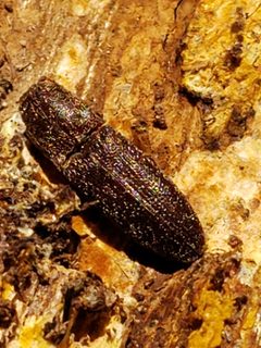 Lacon impressicollis by (c) Mark Richman, some rights reserved (CC BY), uploaded by Mark Richman. Used under a CC-BY license.