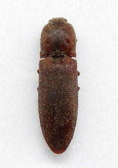 Lacon nobilis by (c) jimeckert49, some rights reserved (CC BY). Used under a CC-BY license.