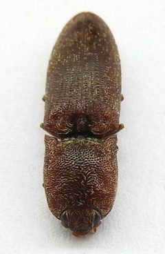 Lacon nobilis by (c) jimeckert49, some rights reserved (CC BY). Used under a CC-BY license.