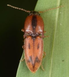 Aeolus by (c) skitterbug, some rights reserved (CC BY), uploaded by skitterbug. Used under a CC-BY license.