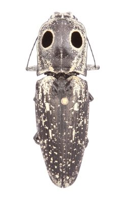 Alaus oculatus by no rights reserved, uploaded by Alejandro Santillana. Used under a CC0 license.