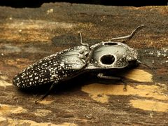 Alaus oculatus by (c) Katja Schulz, some rights reserved (CC BY). Used under a CC-BY license.