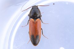 Ampedus apicatus by (c) Owen Strickland, some rights reserved (CC BY), uploaded by Owen Strickland. Used under a CC-BY license.