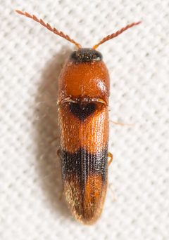 Ampedus areolatus by (c) Justin Williams, some rights reserved (CC BY), uploaded by Justin Williams. Used under a CC-BY license.
